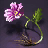 Azalea
