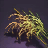 Quinoa Seed