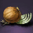 Onion Seed