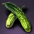 Cucumber Seed