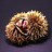 Chestnut