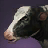 Dairy Calf