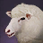 Lamb