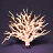 Antler Coral