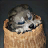 Leomorph Cub Trade Pack