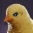 Chick