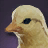 Duckling