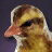 Gosling