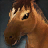 Wild Foal