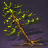 Pine Sapling
