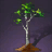 Aspen Sapling