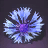 Cornflower