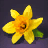 Narcissus