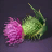 Thistle