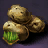 Potato Eye Bundle