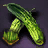 Cucumber Seed Bundle