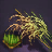 Quinoa Seed Bundle