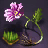 Azalea Seed Bundle