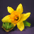 Narcissus Seed Bundle