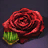 Rose Seed Bundle