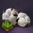 Cotton Seed Bundle