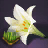 Lily Seed Bundle