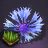 Cornflower Seed Bundle