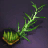 Rosemary Seed Bundle
