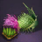 Thistle Seed Bundle