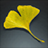 Ginkgo Leaf