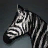 Racing Zebra