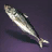 Roosterfish