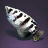 Archerfish