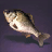 Carp