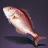 Snapper