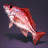 Red Snapper