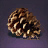 Dried Pinecone