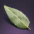 Bay Leaf