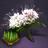 Mint Seed Bundle