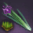 Iris Seed Bundle