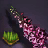 Saffron Seed Bundle