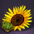 Sunflower Seed Bundle