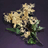 Dried Flowers