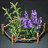 Improved Spice Seed Bundle