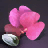 Amethyst Gembloom Seed