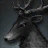 Black Reindeer