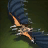 Sealed Marauder's Glider