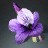 Pansy