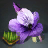 Pansy Seed Bundle