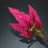 Amaranth